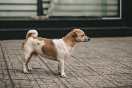 Sad lonely abandoned dog on the street of the cityの写真素材