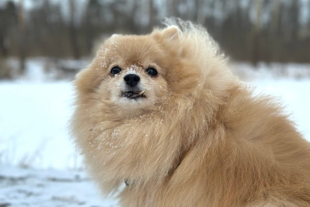 Pomeranian Spitz dog, cute puppy on white snow background walking at snowy weatherの写真素材