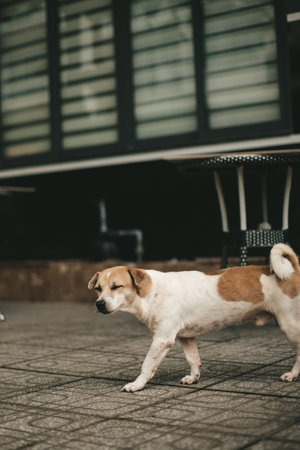 Sad lonely abandoned dog on the street of the cityの写真素材
