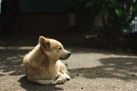 Sad lonely abandoned dog on the street of the cityの写真素材