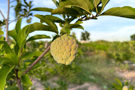 Custard apple tropical exotic fruit. Sugar Apple, Annona, sweetsop. Thai or Vietnam fruit is growing on a branch of tree on natural sky sunny background.の写真素材