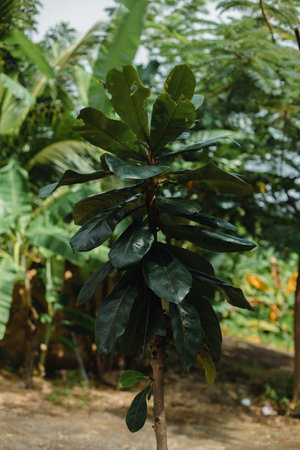 exotic tropical green plant, ill sick tree bite by insectsの写真素材