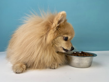 Feeding of pet, beautiful little breed, small puppy Pomeranian Spitz dog. Healthy doggy is looking at bowl with food, dry feed on blue background and going to eatの写真素材