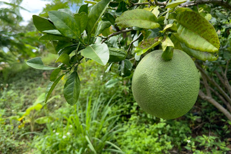 Sweetie, pomelo citrus fruit is hanging on a tree at sunny day in tropical exotic Asian forest,...