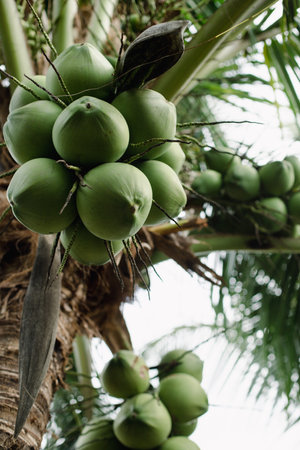 Coconuts are hanging on palm tree in exotic tropical countryの写真素材