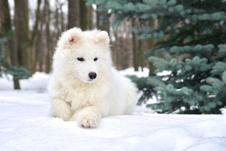 Big white sad dog Samoyed lay on snow at winter cold day