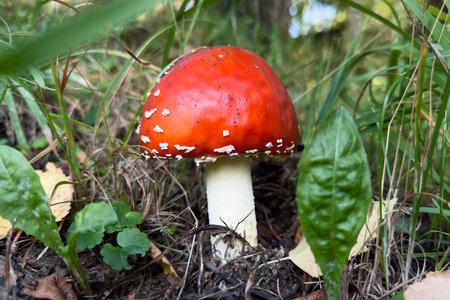 Red fly agaric, a dangerous poisonous mushroom for humans, not edibleの写真素材