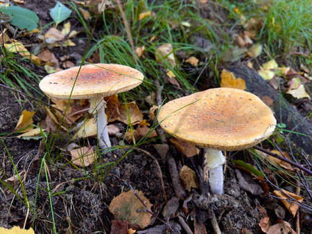 Red fly agaric, a dangerous poisonous mushroom for humans, not edible