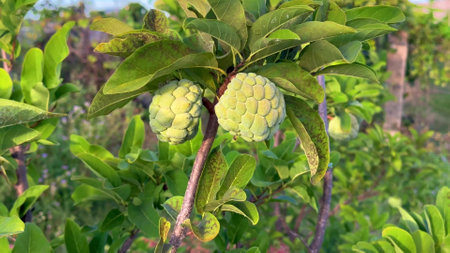 Custard apple tropical exotic fruit. Sugar Apple, Annona, sweetsop. Thai or Vietnam fruit is growing on a branch of tree on natural sky sunny background.の写真素材