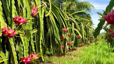 dragon fruit on the dragon fruit pitaya tree, harvest in the agriculture farm at asian exotic tropical country, pitahaya organic cactus plantation in thailand or vietnam in the summer sunny dayの写真素材