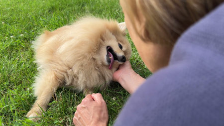Beautiful elderly senior woman playing with her dog, Pomeranian Spitz puppy lying on grass at summer dayの写真素材