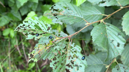 green plant leaves gnawed by insect pests. ecology problem, plants, pestsの写真素材