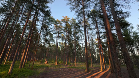 Beautiful panoramic landscape of summer sunny pine forest