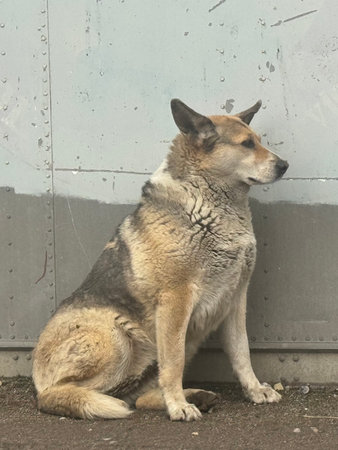 A solitary dog sits peacefully by a wall within an urban environment, surrounded by city life