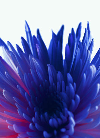 blue flower macro imageの写真素材