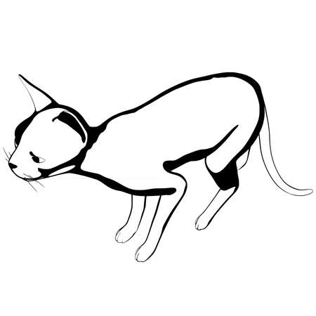 Cat sketch on a white background. Sphynx silhouette vector, pet illustrationのイラスト素材
