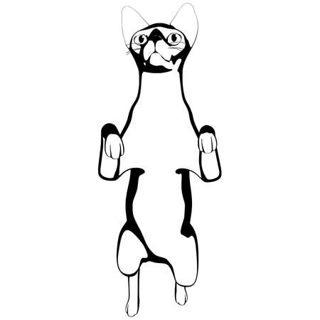 Cat sketch on a white background. Sphynx silhouette vector, pet illustrationのイラスト素材