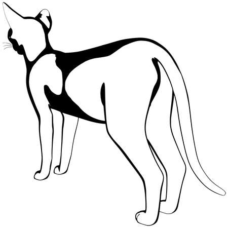 Cat sketch on a white background. Sphynx silhouette vector, pet illustrationのイラスト素材