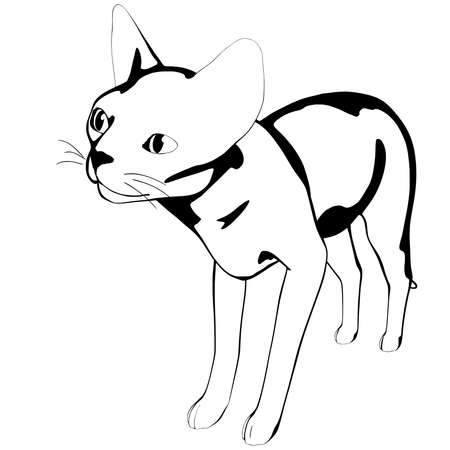 Cat sketch on a white background. Sphynx silhouette vector, pet illustrationのイラスト素材