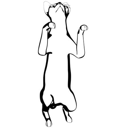 Cat sketch on a white background. Sphynx silhouette vector, pet illustrationのイラスト素材