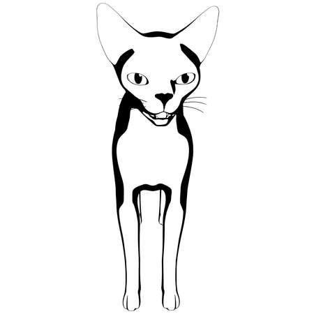 Cat sketch on a white background. Sphynx silhouette vector, pet illustrationのイラスト素材