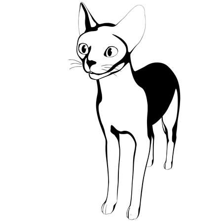 Cat sketch on a white background. Sphynx silhouette vector, pet illustrationのイラスト素材