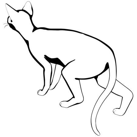 Cat sketch on a white background. Sphynx silhouette vector, pet illustrationのイラスト素材