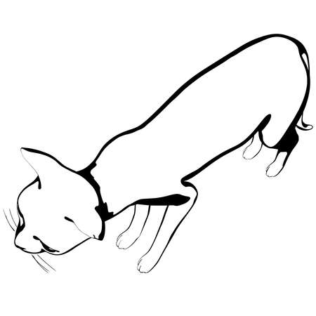Cat sketch on a white background. Sphynx silhouette vector, pet illustrationのイラスト素材