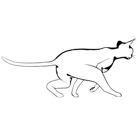 Cat sketch on a white background. Sphynx silhouette vector, pet illustrationのイラスト素材