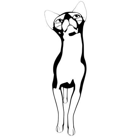 Cat sketch on a white background. Sphynx silhouette vector, pet illustrationのイラスト素材
