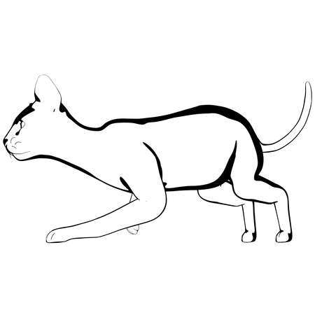 Cat sketch on a white background. Sphynx silhouette vector, pet illustrationのイラスト素材