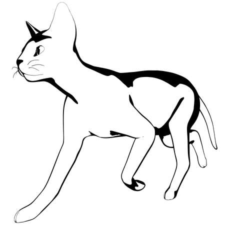 Cat sketch on a white background. Sphynx silhouette vector, pet illustrationのイラスト素材