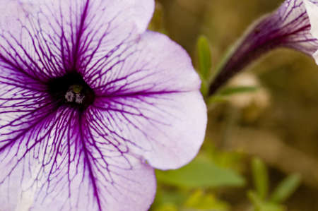 Taken at the Arboretum in Champaign, IL.の写真素材