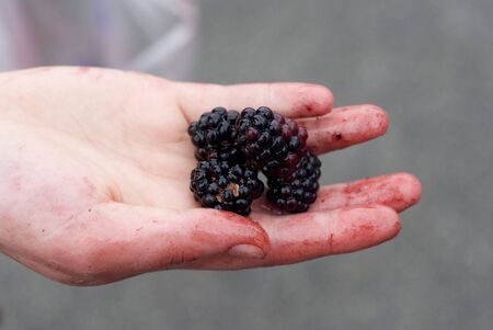 Stained by blackberry juices, a woman displays the fruit in her palm.の写真素材