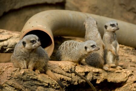 Four furry Meerkats looking into the distanceの写真素材
