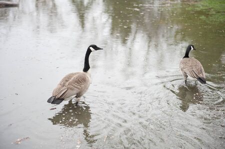 A pair of geese swimming in the water of a park that was flooded.の写真素材