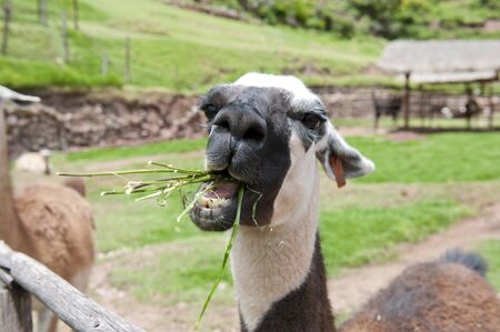 A view of allama at a llama farm on a sunny day in Peru.の写真素材