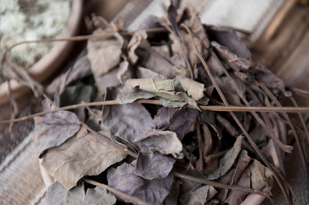 Dry purple looking leaves being ready for making color dye.