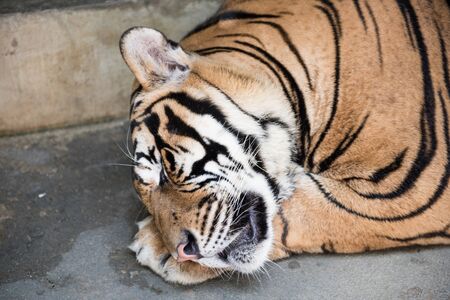 A Tiger resting in its cage in the famous Tiger Kingdom of Chiang Mai province in northern Thailand. Here you can play and spend time with these wild cats for a little fee.の写真素材
