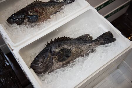 In the picture we can see how a black colored fish kept on a box with full of ices to keep it fresh.