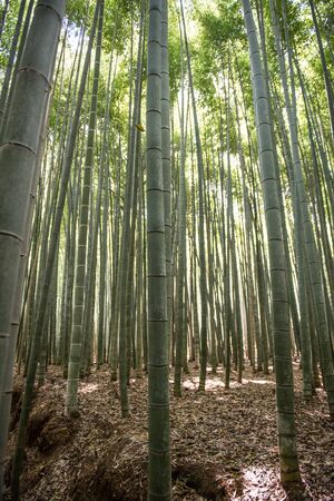 In the picture we can see a forest of bamboo trees. Bamboo trees are very important in japan as it is used in different works.の写真素材