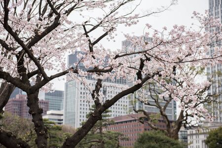 In the picture we can see a tree with beautiful white colored flowers. At the background big buildings can be seen in the picture.の写真素材