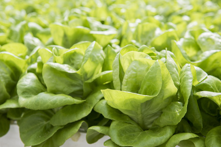 Image of lush green cabbage vegetation inside a Greenhouse farm. The cabbage plants look very fresh and is definitely well cared of.の写真素材