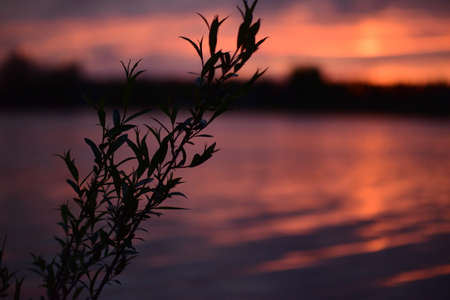 Shadow of plant against sunsetの写真素材
