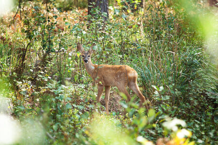 Young roe deer in a forest not far from Minsk, Belarus. One of my first wildlife shots.の写真素材