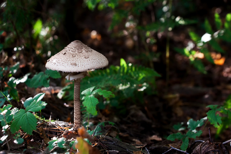 These mushrooms are popular food item when sauteed in melted butter.の写真素材