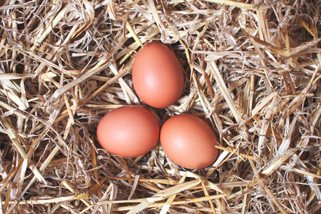 Three hen chicken eggs laying in a straw nestの写真素材