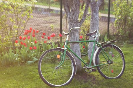 Old retro vintage bicycle in a garden parked on a lawn near a tree. Red tulips on a backroundの写真素材