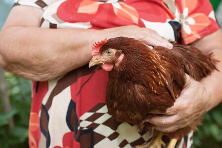 Senior woman holding brown free range hen chicken in handsの写真素材