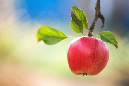 Ripe red organic apple on a branch. Shallow depth of fieldの写真素材